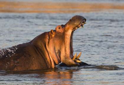 Hippo dans la Rufiji