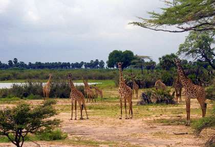 Girafes en saison sèche