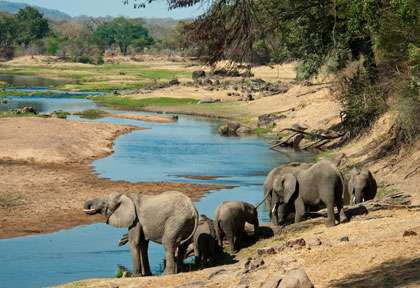 Eléphants sur les rives de la Ruaha