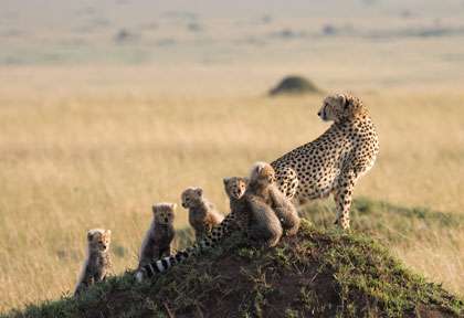 Guépards au Masai Mara