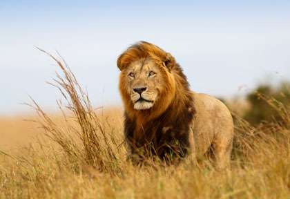 Lion du Masai Mara