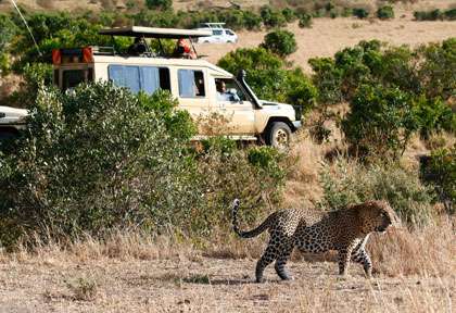 véhicules de safari autour d’un léopard