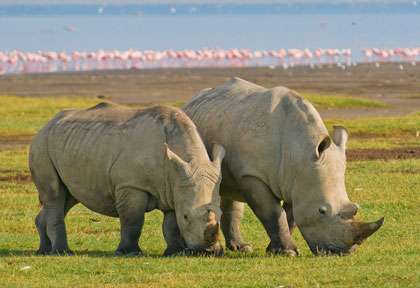Rhinocéros à Nakuru