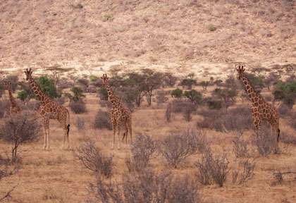 girafes à Samburu