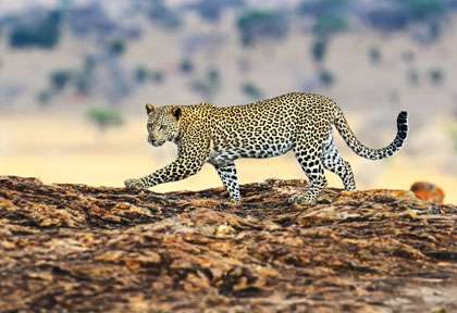 Léopard à Samburu