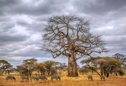 Baobab à Tarangire