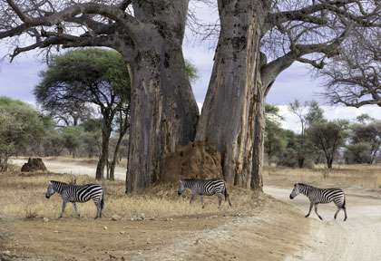 zèbres et baobab à Tarangire