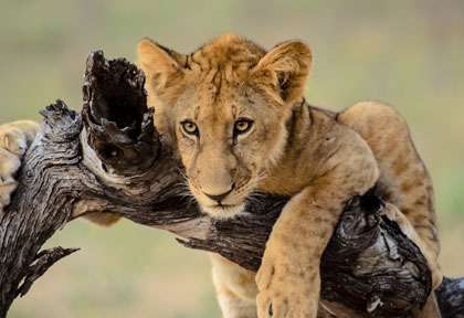Lion à Manyara