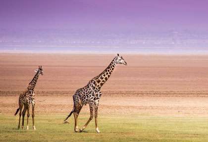 Girafes devant le lac Manyara