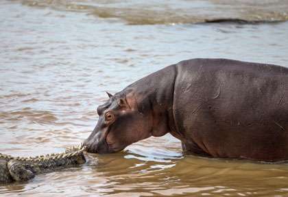 Hippo & Croc