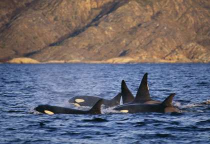 orques © Shutterstock - bmj
