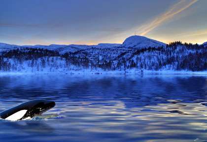 Orque Norvège © Shutterstock - Kjersti Joergensen