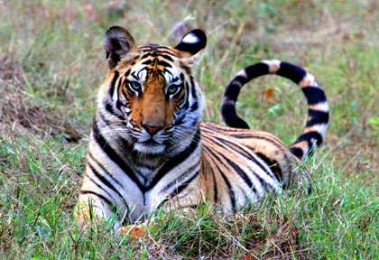Tigre d’Inde