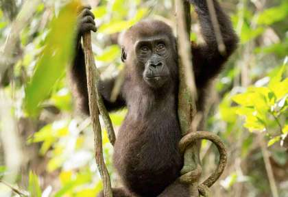 Congo - Parc national Nouabalé-Ndoki ©Guilhem Duvot