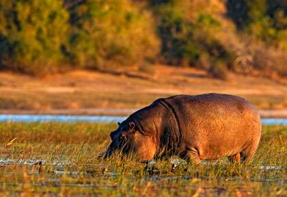 Hippopotame à Chobe