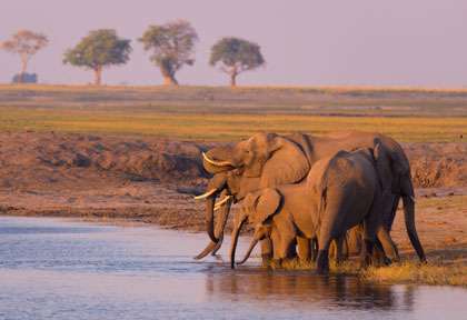 Elephants à Chobe