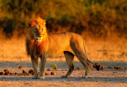 lion dans le parc de Chobe