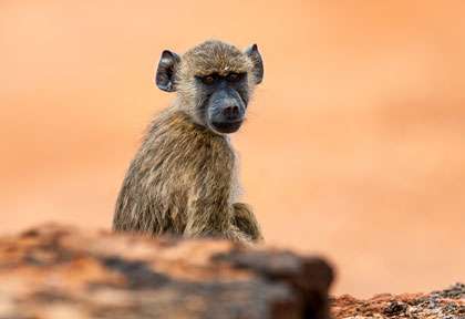babouin à Tsavo