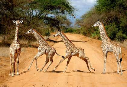 Girafes sur la piste
