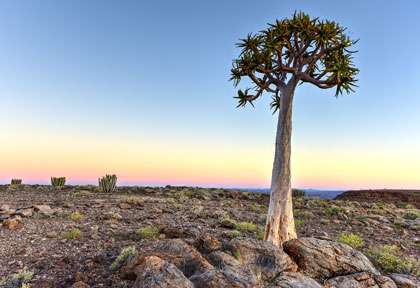 Quiver Tree © Shutterstock - Felix Lipov