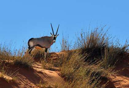 Oryx dans le Kalahari © Shutterstock - Oleg Znamenskiy