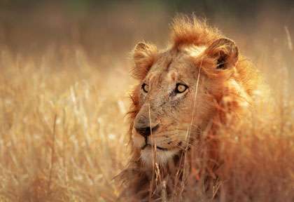 lion à Kruger