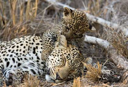 Léopards à Kruger