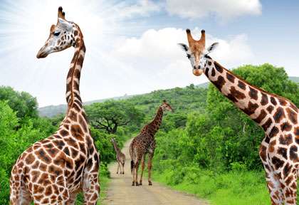 girafes à Kruger