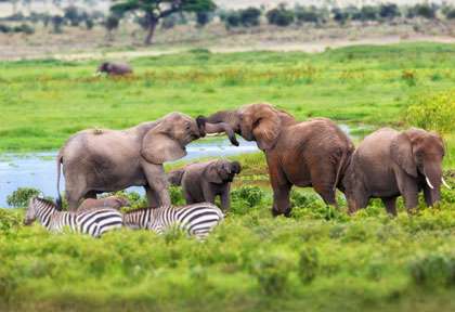 Eléphants d’Amboseli