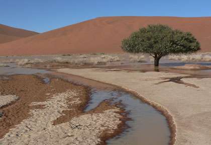 Après la pluie dans le désert du Namib