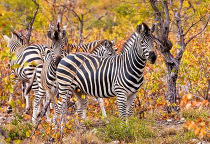 zèbres à Kruger