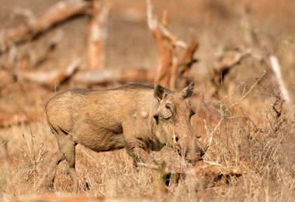 saison sèche à Kruger