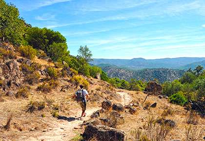 Espagne Andalousie - Lynx Ibérique - shutterstock joserpizarro