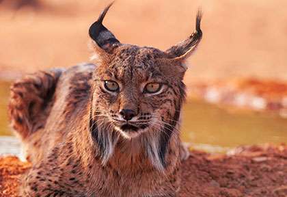 Espagne Andalousie - Lynx Ibérique - shutterstock stockphotoastur