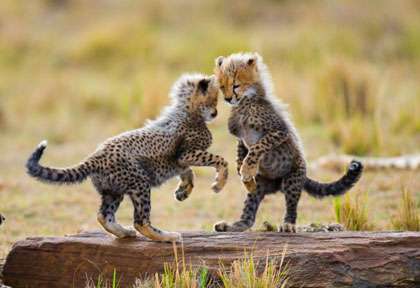 Tanzanie © Shutterstock - Gudkov Andrey