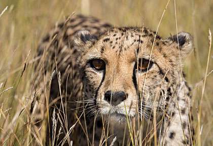 Namibie © Shutterstock - Bobby Bradley