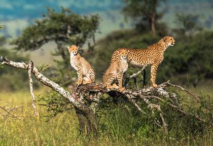 © Shutterstock - Hsrana