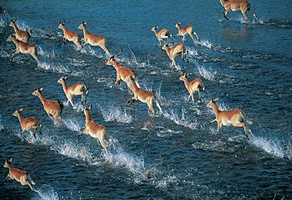 Antilopes dans l’Okavango