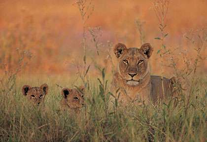 Lions de Moremi