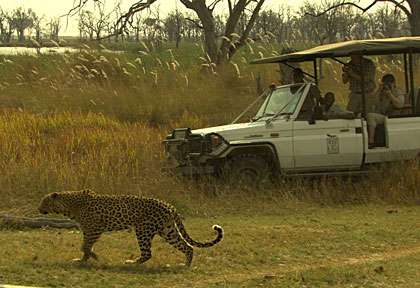 safari 4x4 à Moremi
