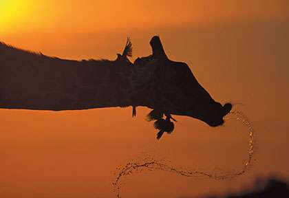 girafe dans l’Okavango