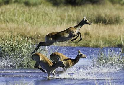 Antilopes dans l’Okavango