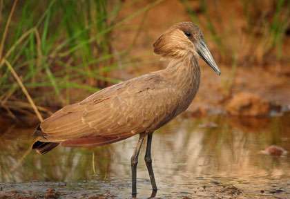 Ombrette dans les marais