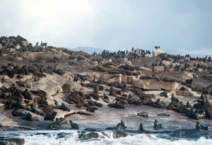 Otaries à Seal Island