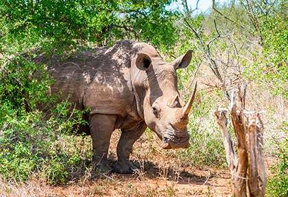 Eswatini - Hlane national park ©Shutterstock, Peter John Watson