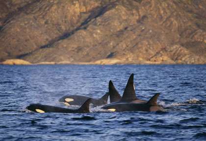 Norvege - Orques - Shutterstock bmj