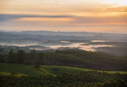 Tea Estate ©Hundington House