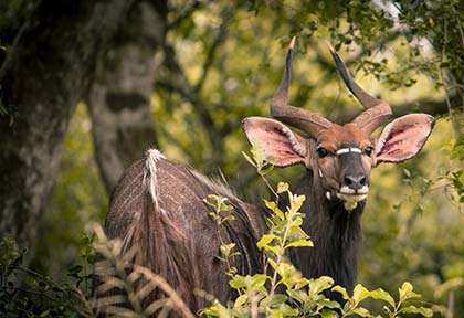 Kudu