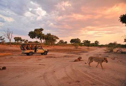 safari 4x4 à Hwange