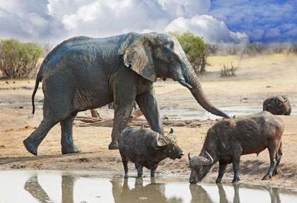 Point d’eau à Hwange